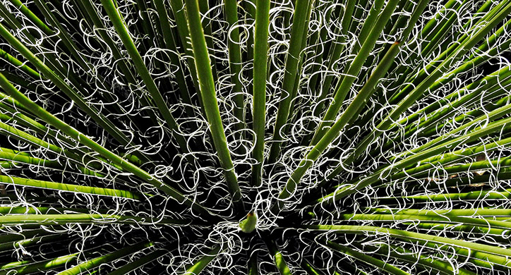 creative image of agave plant