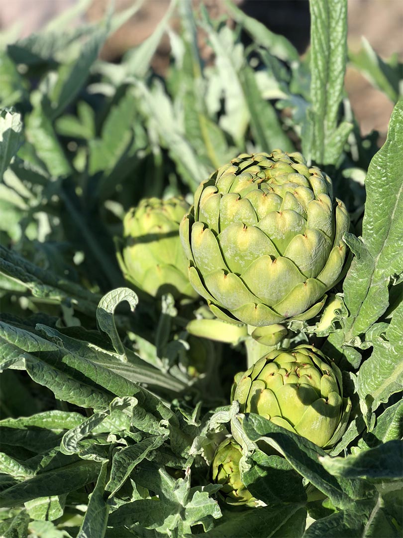 Exploring Salinas Valley