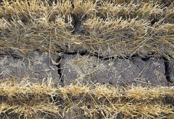 Combating Desertification & Land Degradation