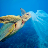 The Future of Food Packaging