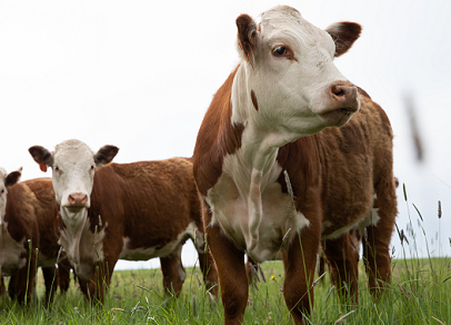 Building a Sustainable U.S. Beef System