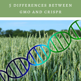 5 Differences Between GMO and CRISPR