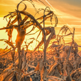 Drought: The “Hidden Global Crisis”