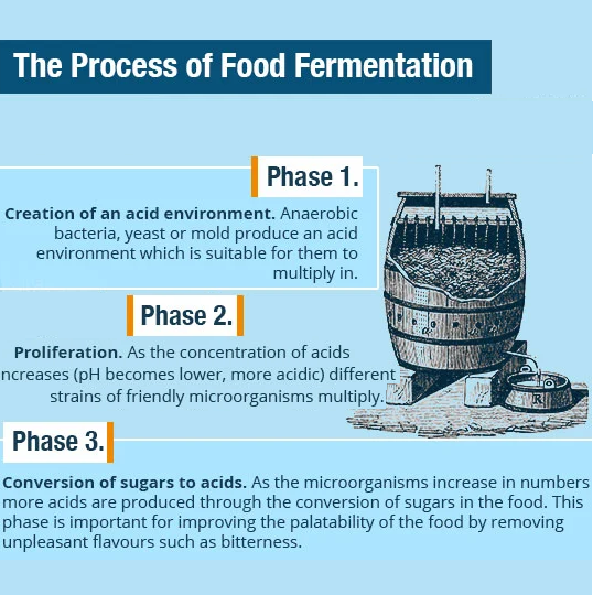 Why should we eat fermented foods? Dirt to Dinner